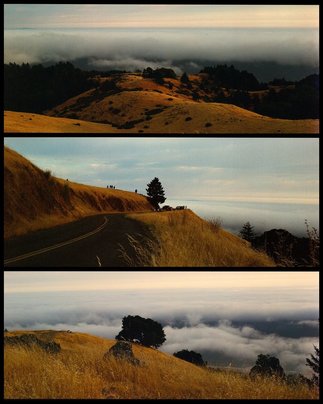 Chasing golden hour and coastal dreams, on film. 📸

📸 #hasselblad500cm
🎞️ Lomo800 @lomographyus
🧪 #nicefilmclub

#shootfilmmag #loadfilm #photocinematica #magazine35mm #stademagazine #filmphotography #filmtweakers #shootitwithfilm #thefilmsorority #filmforall #shootfilmstaybroke #earthmininal
#HeyLomography #lomographycamera #ishootfilm #filmphotography #naturefilmed #lomo800