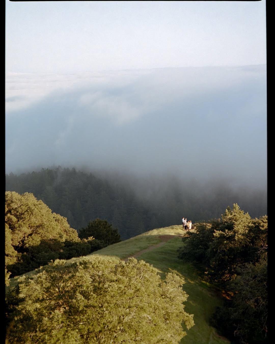 Gold moment in Mount Tamalpais Park 🎞️

It’s very lucky to meet @timryugo_kodakprofessional and people who I know that shot great films in the instagram! Hope can meet and shoot more with you guys 🫶🏻. 

Missed to say hello with @jackilenafilm 🥹 let’s meet next time!

📸 #hasselblad205tcc 
🎞️ #gold200
📍#mounttamalpais 
🧪 #developbymyself 
#shootfilmmag #loadfilm #photocinematica #magazine35mm #stademagazine #filmphotography #filmtweakers #shootitwithfilm #thefilmsorority #filmforall #shootfilmstaybroke#photocinematica #magazine35mm #kodak #kodakprofessional
