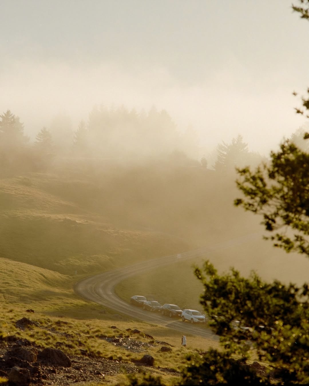 My favorite three shots at that day in 4:5 format 🎞️

📸 #hasselblad205tcc 
🎞️ #gold200
📍#mounttamalpais 
🧪 #developbymyself 
#shootfilmmag #loadfilm #photocinematica #magazine35mm #stademagazine #filmphotography #filmtweakers #shootitwithfilm #thefilmsorority #filmforall #shootfilmstaybroke#photocinematica #magazine35mm #kodak #kodakprofessional #madewithkodak