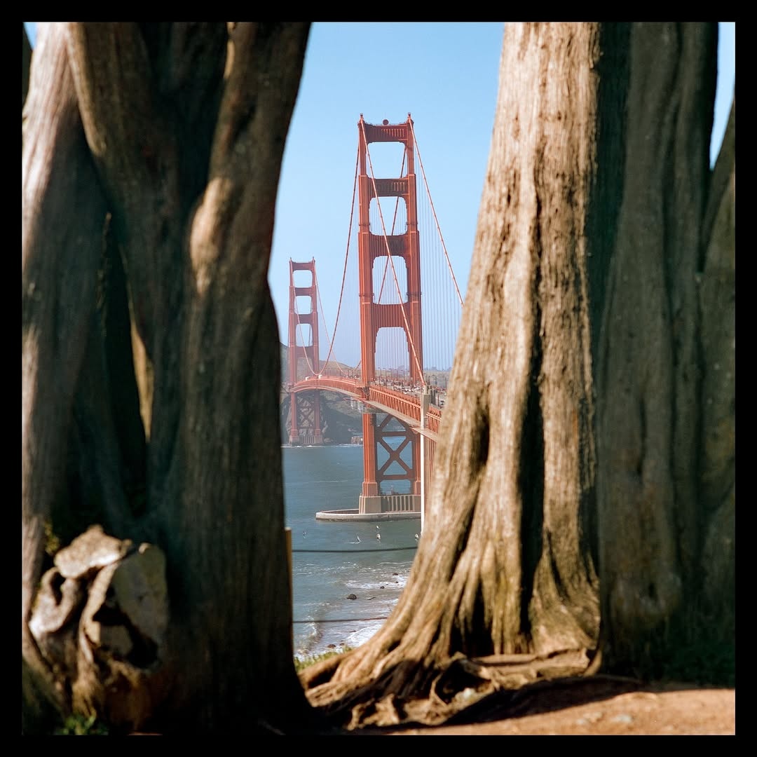 Moments in SF. 🎞️

📸 #hasselblad 205TCC
🎞️ #cinestill400d @cinestillfilm 
🧪 #kodak 

#shootfilmmag #loadfilm #photocinematica #magazine35mm #stademagazine #filmphotography #filmtweakers #shootitwithfilm #thefilmsorority #filmforall #shootfilmstaybroke #cinestill #baeareafilm #cinestill800t #cinestillfilm #goldmoony #simplyfilmmag #simplyfilmmagazine #lowqualityfilm #madewithkodak