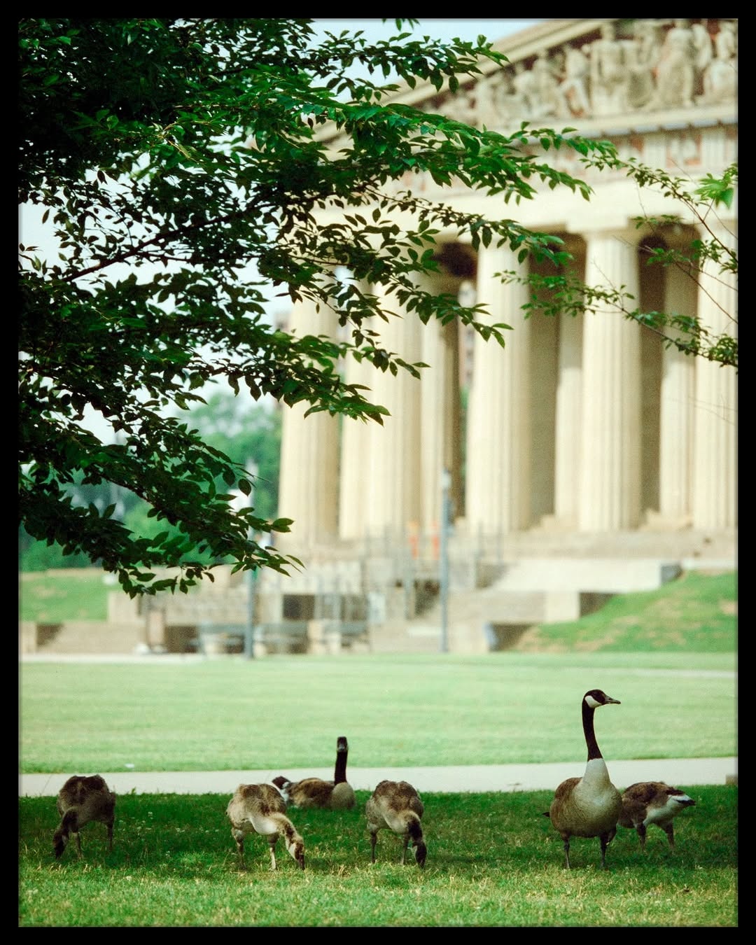 A quiet walk around Nashville’s Parthenon, where reflections and moments linger. 🎞️

📸 #hasselblad205tcc
🎞️ #cinestill400d 
📍#nashiville 
🧪 Developed and scanned by myself 
#shootfilmmag #loadfilm #photocinematica #magazine35mm #stademagazine #filmphotography #filmtweakers #shootitwithfilm #thefilmsorority #filmforall #shootfilmstaybroke#photocinematica #magazine35mm #kodak #kodakprofessional #kodak #kodakprofessional #hummingmag #kodakphotography #kodakmoments #kodakfilm #madewithkodak #cinestill