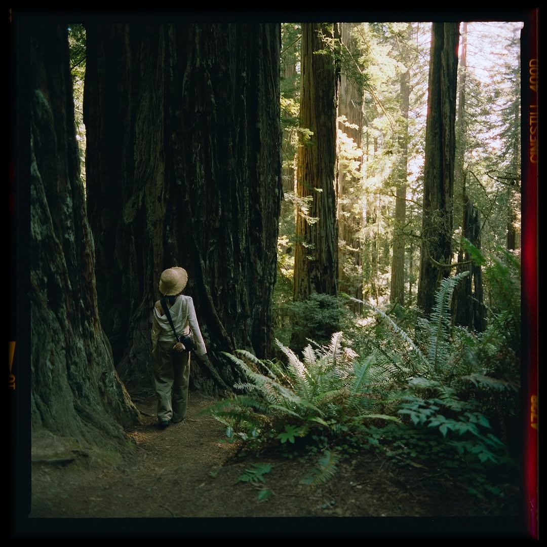 Wandering through the cathedral of giants. 🎞️

📸 #hasselblad205tcc 
🎞️ #cinestill400D
🧪Developed and scanned by myself with #csnegativeplus 
#shootfilmmag #loadfilm #photocinematica #magazine35mm #stademagazine #filmphotography #filmtweakers #shootitwithfilm #thefilmsorority #filmforall #shootfilmstaybroke#photocinematica #hummingmag #magazine35mm #kodak #cinestill #cinestill800