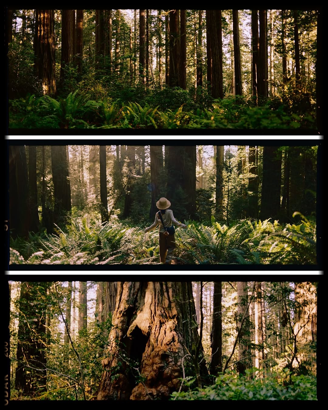 A cinematic walk beneath redwoods 🎞️

📸 #hasselblad205tcc
🎞️ #kodakgold200 
📍#redwoodnationalandstateparks 
🧪 Developed and scanned by myself with #csnegativeplus @cinestillfilm 
#shootfilmmag #loadfilm #photocinematica #magazine35mm #stademagazine #filmphotography #filmtweakers #shootitwithfilm #thefilmsorority #filmforall #shootfilmstaybroke#photocinematica #magazine35mm #kodak #kodakprofessional #kodak #kodakprofessional #hummingmag #kodakphotography #kodakmoments #kodakfilm #madewithkodak