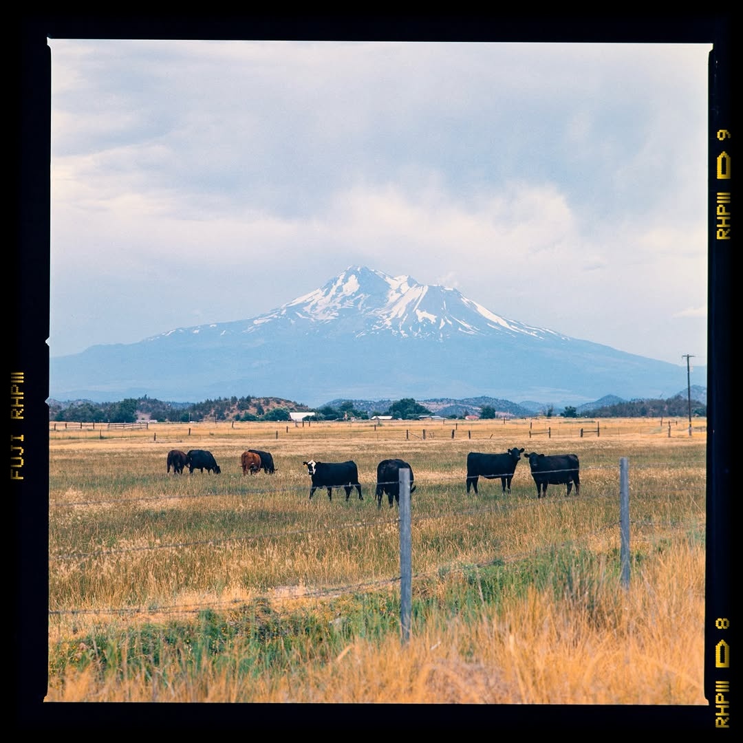 Where the golden fields meet the silent peaks 🎞️

Again, I don’t expect that this expired film can perform as good as this! So surprising 🤩

📷 #hasselblad205tcc
🎞️ #provia400f El 200
📍#mountshasta 
#shootfilmmag #loadfilm #photocinematica #magazine35mm #goldmoony 
#stademagazine #filmphotography #filmtweakers
#shootitwithfilm #thefilmsorority #filmforall
#shootfilmstaybroke#photocinematica #magazine35mm#fujifilm #fujifilmphotography #fujifilmglobal #fujiprovia#fujiprovia10Of #provia #provia100f #ishootfujifilm