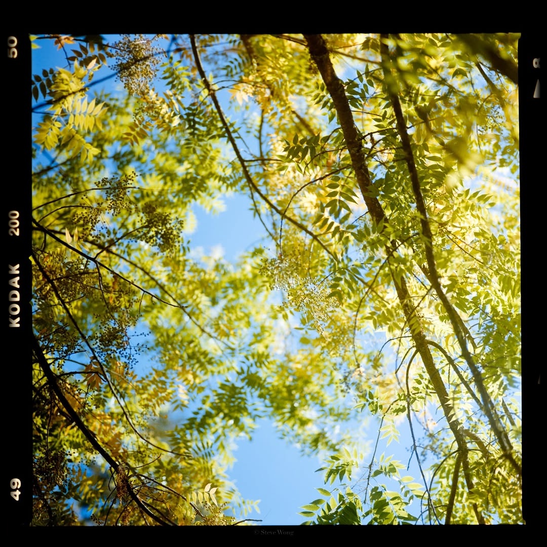 Sunlit moments in green spaces 💚🎞️

📸 #hasselblad2000fcm 
🎞️ #kodakgold200 
📍#napavalley 
🧪 Developed and scanned by myself 
#shootfilmmag #loadfilm #photocinematica #magazine35mm #stademagazine #filmphotography #filmtweakers #shootitwithfilm #thefilmsorority #filmforall #shootfilmstaybroke#photocinematica #magazine35mm #kodak #kodakprofessional #kodak #kodakprofessional #hummingmag #kodakphotography #kodakmoments #kodakfilm #madewithkodak