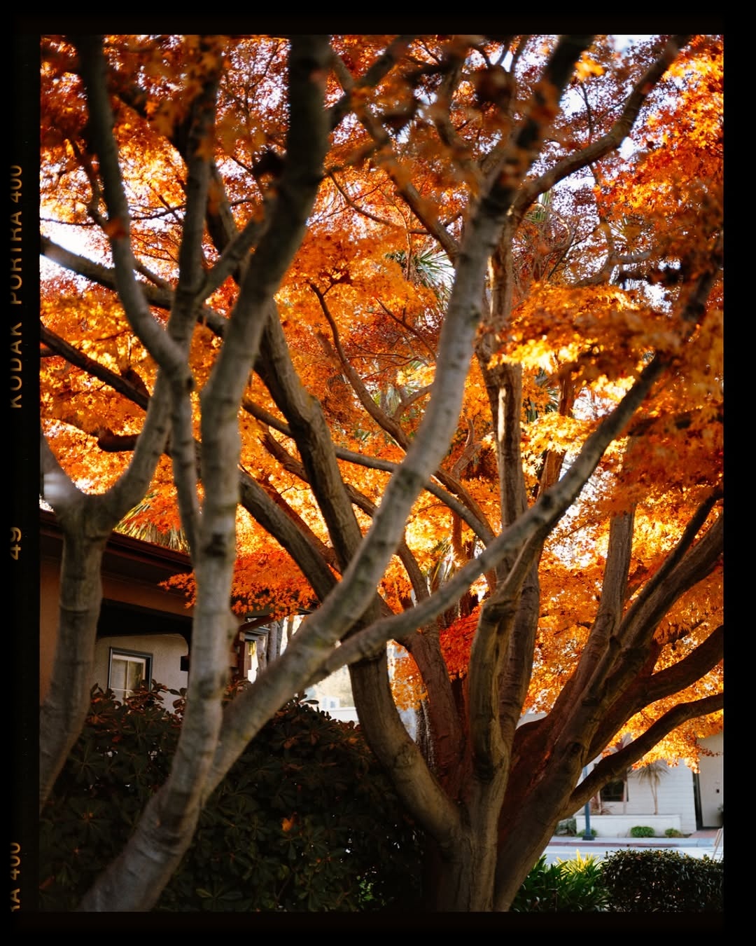The hues of winter in Bay Area 🎞️

📸 #fujifilm #gf670 
🎞️ #portra400 
📍#california 
🧪 Self development and scanned with #csnegativeplus @cinestillfilm