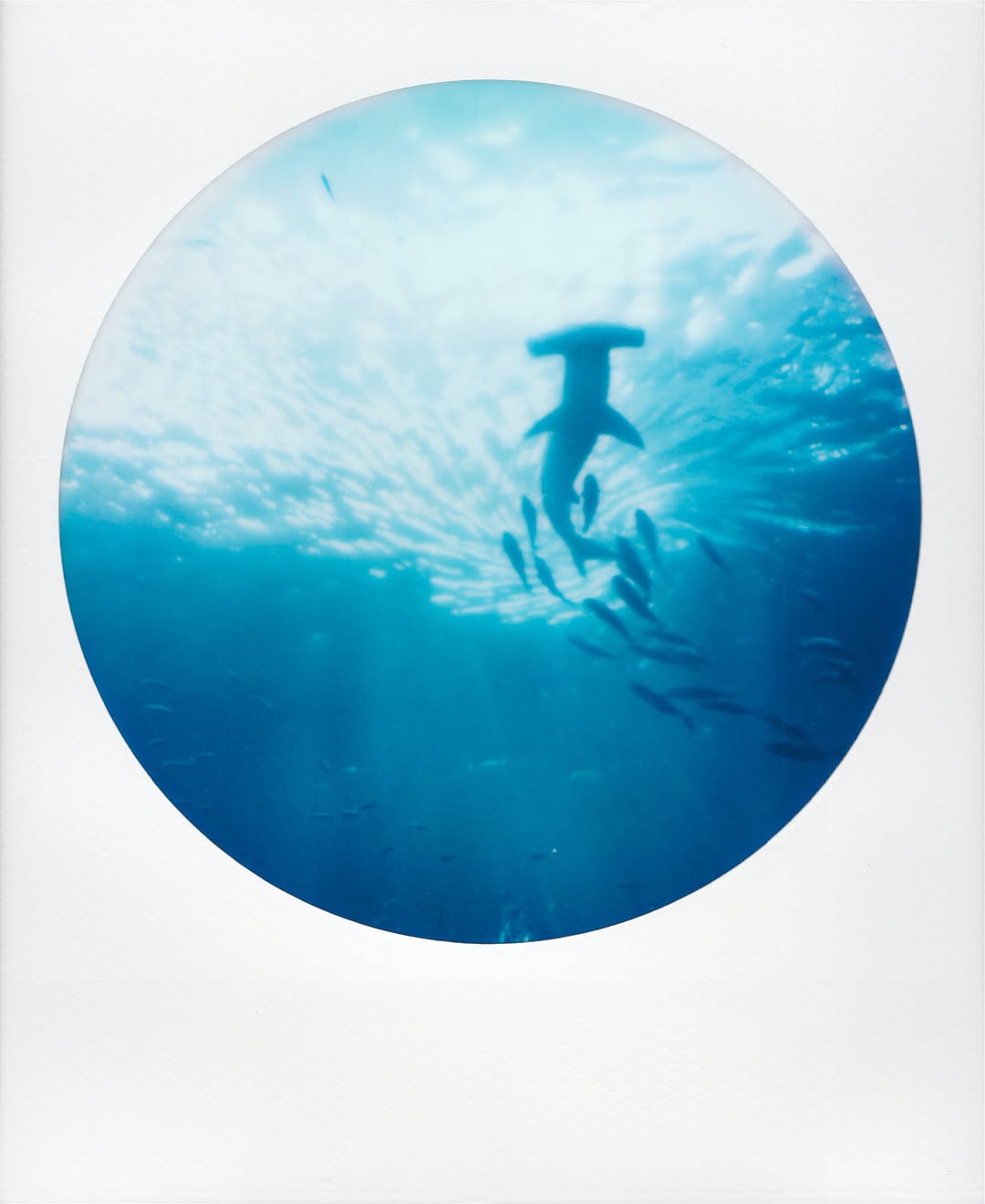 Some memories under the ocean 🎞️

📸 #polaroid #slr680 

#filmphotography #instax #polarexpress